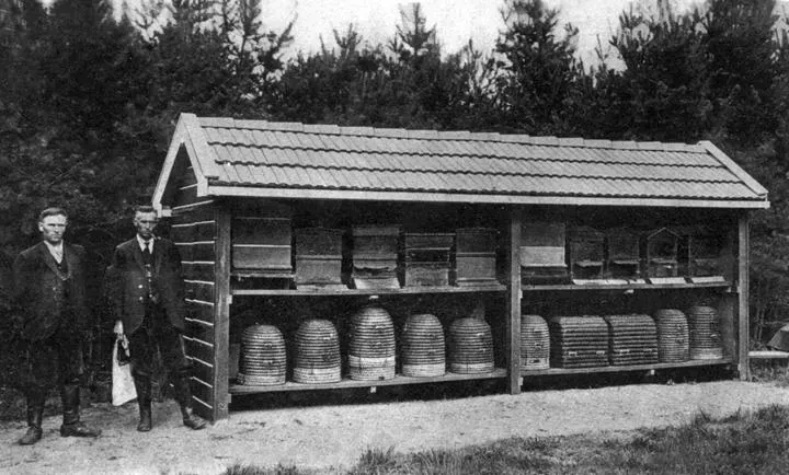 De bij hoort er bij - afbeelding 3